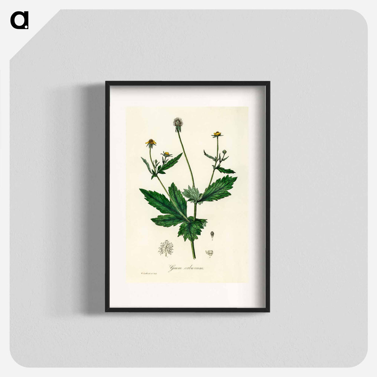 アートポスター-Wood Avens Illustration
 - 薬用植物学 Poster.
