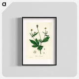 アートポスター-Wood Avens Illustration
 - 薬用植物学 Poster.
