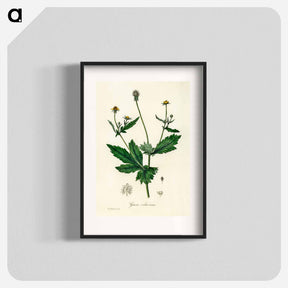 アートポスター-Wood Avens Illustration
 - 薬用植物学 Poster.
