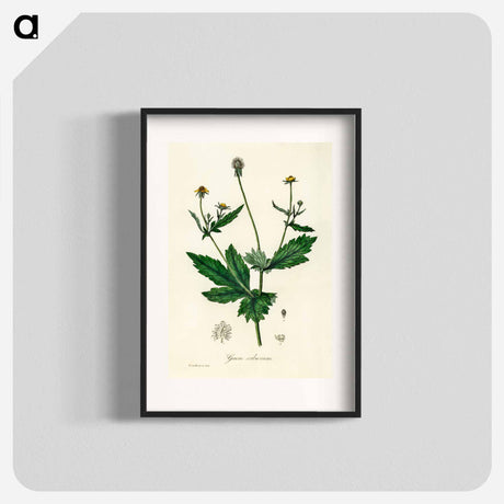 アートポスター-Wood Avens Illustration
 - 薬用植物学 Poster.
