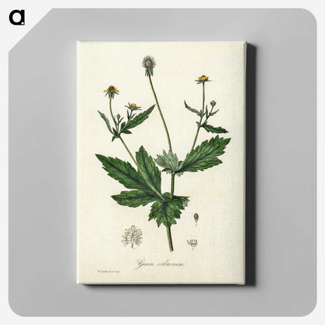 1-90_Medical-Botany_canvas