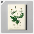 アートパネル-Wood Avens Illustration
 - 薬用植物学 Canvas.