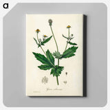 アートパネル-Wood Avens Illustration
 - 薬用植物学 Canvas.