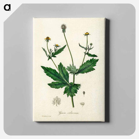 アートパネル-Wood Avens Illustration
 - 薬用植物学 Canvas.