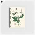アートメモ帳-Wood Avens Illustration
 - 薬用植物学 Memo.