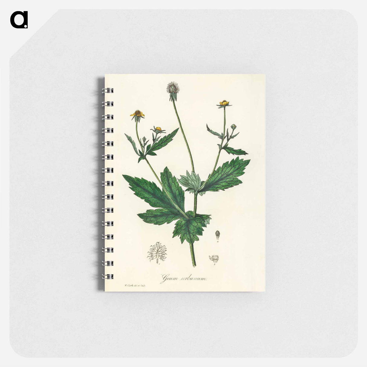 アートメモ帳-Wood Avens Illustration
 - 薬用植物学 Memo.