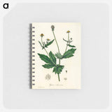 アートメモ帳-Wood Avens Illustration
 - 薬用植物学 Memo.