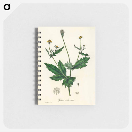 アートメモ帳-Wood Avens Illustration
 - 薬用植物学 Memo.