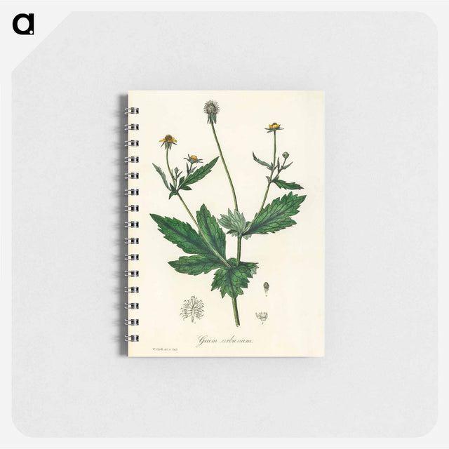 アートメモ帳-Wood Avens Illustration
 - 薬用植物学 Memo.