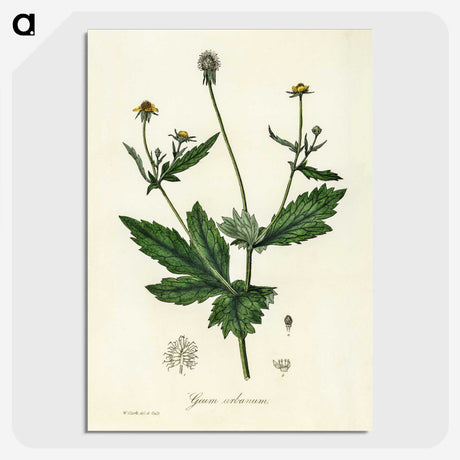1-90_Medical-Botany_picture-crop