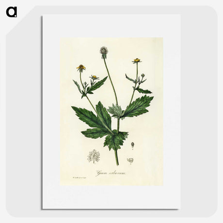 1-90_Medical-Botany_picture