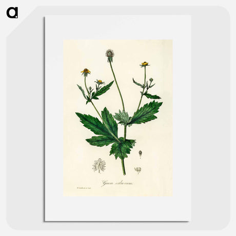 アートポスター-Wood Avens Illustration
 - 薬用植物学 Poster.