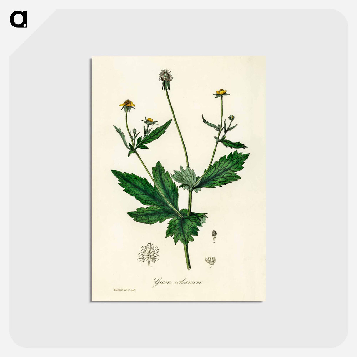 アートポストカード-Wood Avens Illustration
 - 薬用植物学 Postcard.