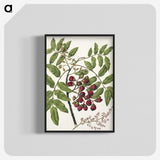 1-90_Native-Flowering-Plants-of-New-Zealand_blk-crop