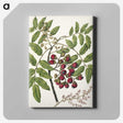 1-90_Native-Flowering-Plants-of-New-Zealand_canvas