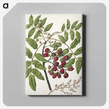 1-90_Native-Flowering-Plants-of-New-Zealand_canvas