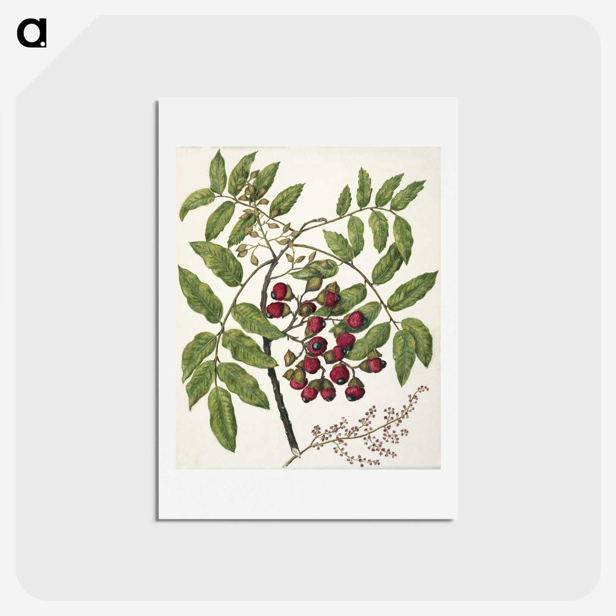 1-90_Native-Flowering-Plants-of-New-Zealand_hagaki