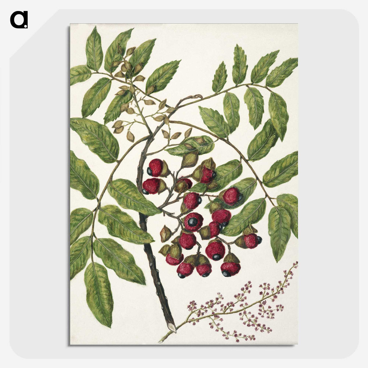 1-90_Native-Flowering-Plants-of-New-Zealand_picture-crop