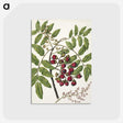 1-90_Native-Flowering-Plants-of-New-Zealand_postcard