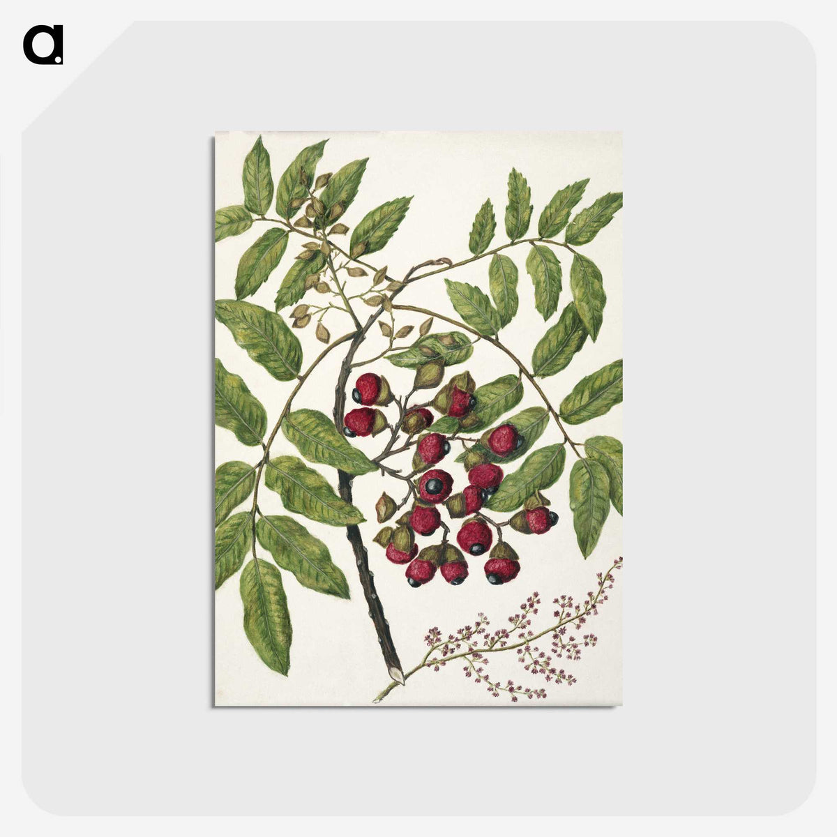1-90_Native-Flowering-Plants-of-New-Zealand_postcard