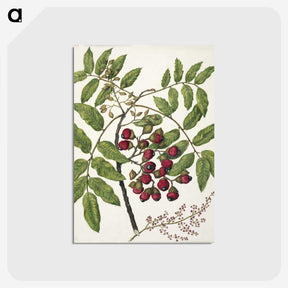 1-90_Native-Flowering-Plants-of-New-Zealand_postcard