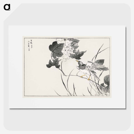 アートポスター-Grey Starling and Lotus
 - 鳥類図鑑 Poster.