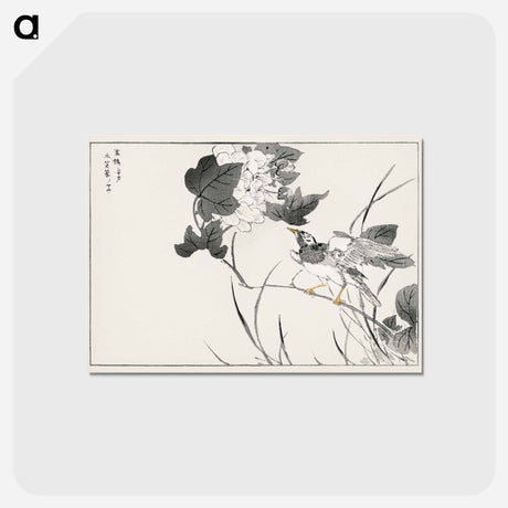 アートポストカード-Grey Starling and Lotus
 - 鳥類図鑑 Postcard.