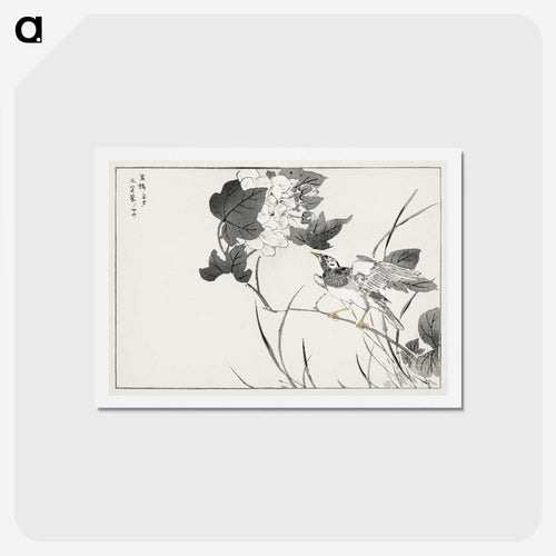灰色のムクドリと蓮 - 鳥類図鑑 Postcard.