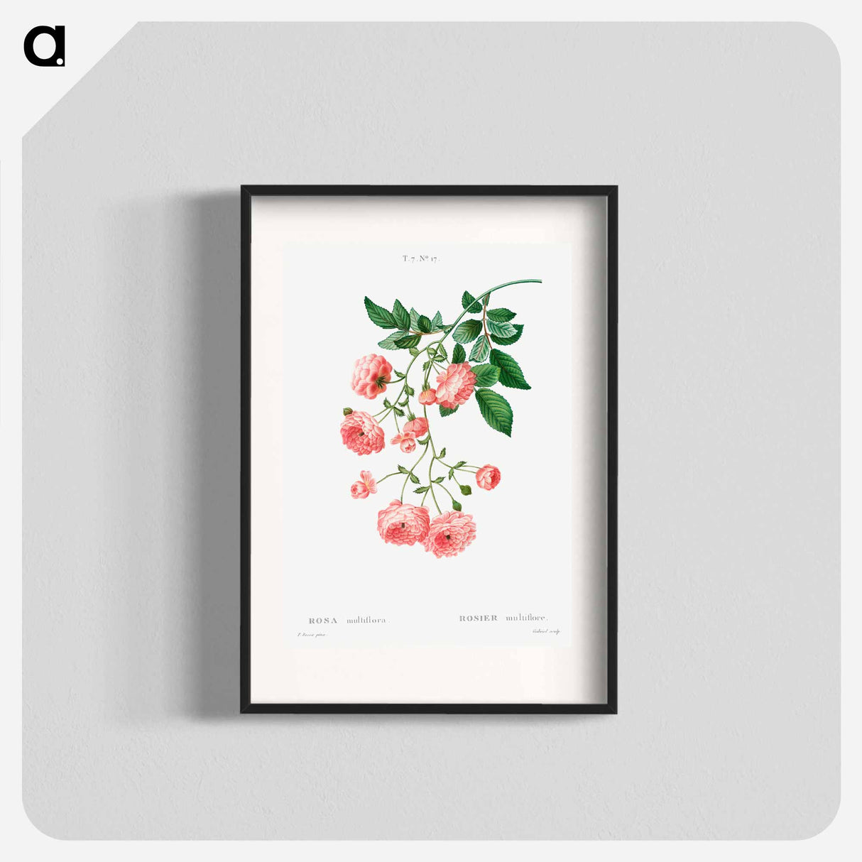 Rambler Rose - Pierre Joseph Redouté Poster.