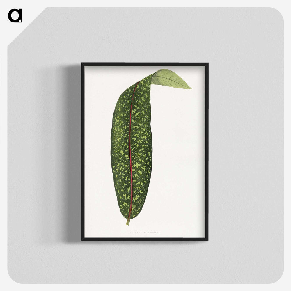 1-90_Plants-with-Colored-Foliage_blk-crop