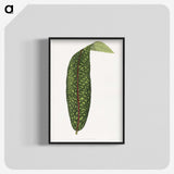 1-90_Plants-with-Colored-Foliage_blk-crop