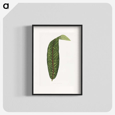 1-90_Plants-with-Colored-Foliage_blk