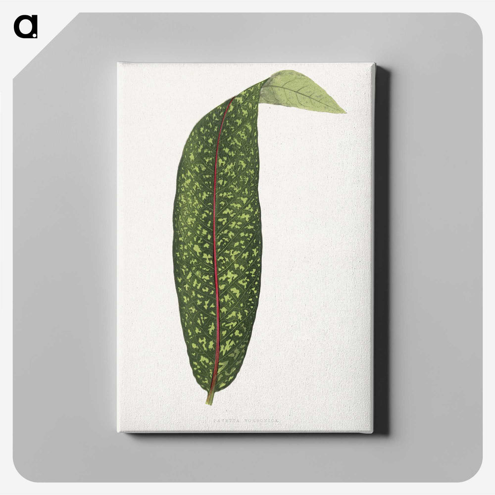 1-90_Plants-with-Colored-Foliage_canvas
