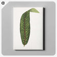 1-90_Plants-with-Colored-Foliage_canvas