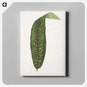 1-90_Plants-with-Colored-Foliage_canvas