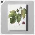 1-90_Pomona-Italiana_canvas