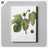 1-90_Pomona-Italiana_canvas