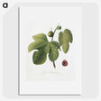 1-90_Pomona-Italiana_picture