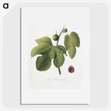 1-90_Pomona-Italiana_picture