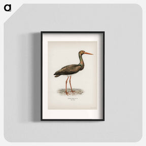 アートポスター-Black Stork
 - スヴェンスカ フォグラル Poster.