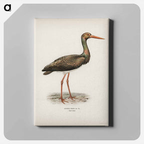 アートパネル-Black Stork
 - スヴェンスカ フォグラル Canvas.