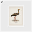 アートポストカード-Black Stork
 - スヴェンスカ フォグラル Postcard.