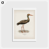 アートポストカード-Black Stork
 - スヴェンスカ フォグラル Postcard.