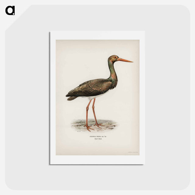 アートポストカード-Black Stork
 - スヴェンスカ フォグラル Postcard.