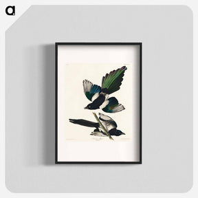アートポスター-American Magpie from Birds of America
 - アメリカの鳥たち Poster.