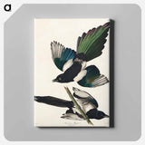 アートパネル-American Magpie from Birds of America
 - アメリカの鳥たち Canvas.