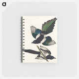 アートメモ帳-American Magpie from Birds of America
 - アメリカの鳥たち Memo.