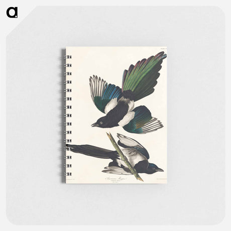アートメモ帳-American Magpie from Birds of America
 - アメリカの鳥たち Memo.