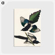 アートポストカード-American Magpie from Birds of America
 - アメリカの鳥たち Postcard.