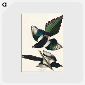 アートポストカード-American Magpie from Birds of America
 - アメリカの鳥たち Postcard.